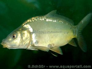 Carpe Poisson fumés d'auvergne rhone alpes